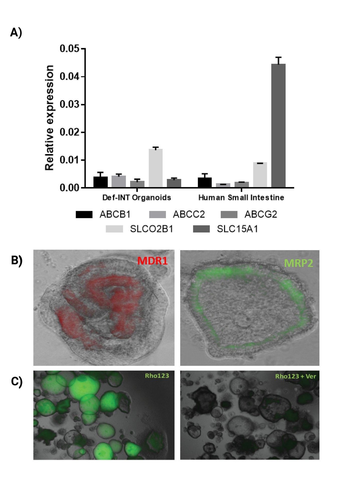 Def_intestinal_organoid_transporter_activity_bfSe6S3-1