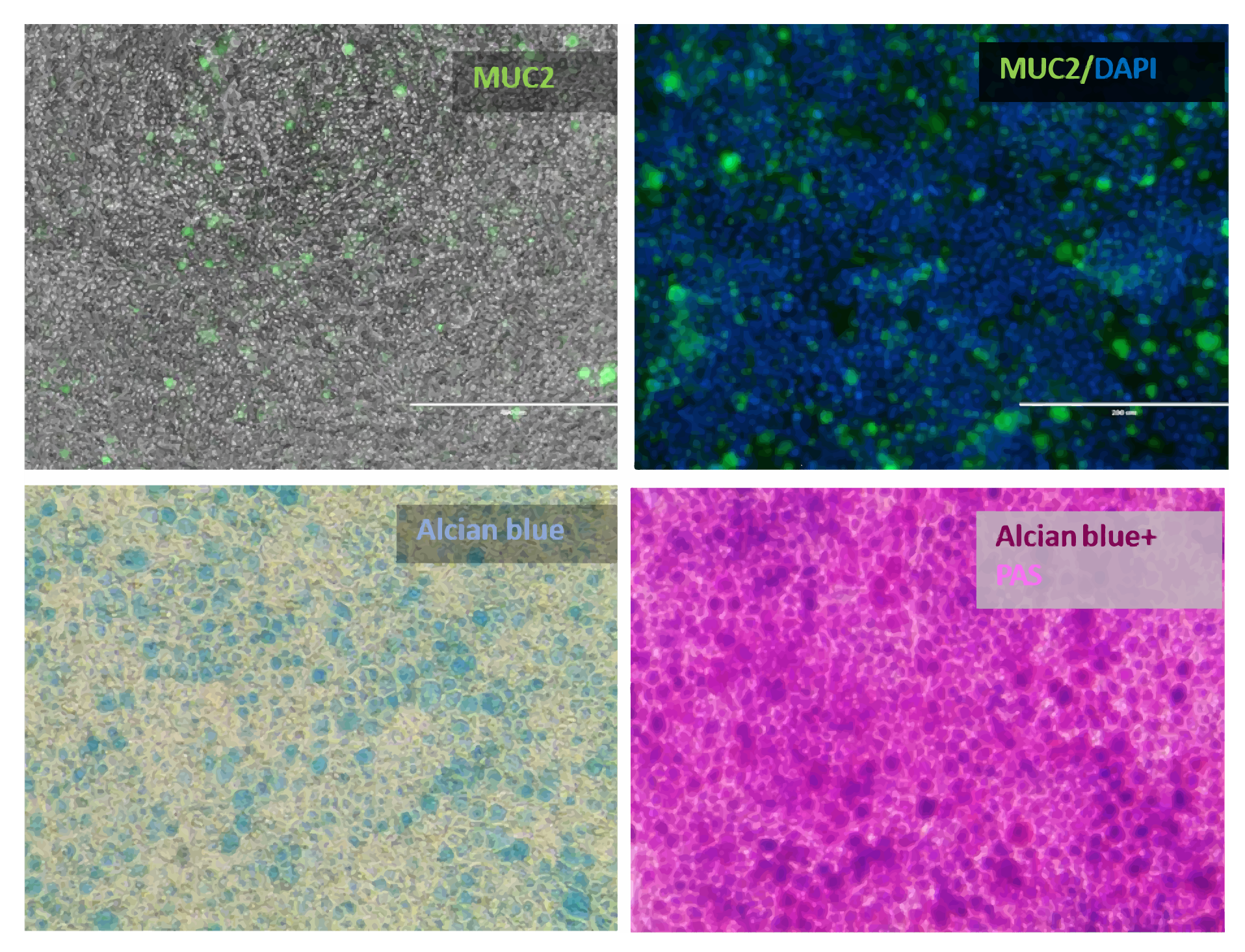 DefiniGEN_intestinal_monolayer_mucus_secreting_proteins