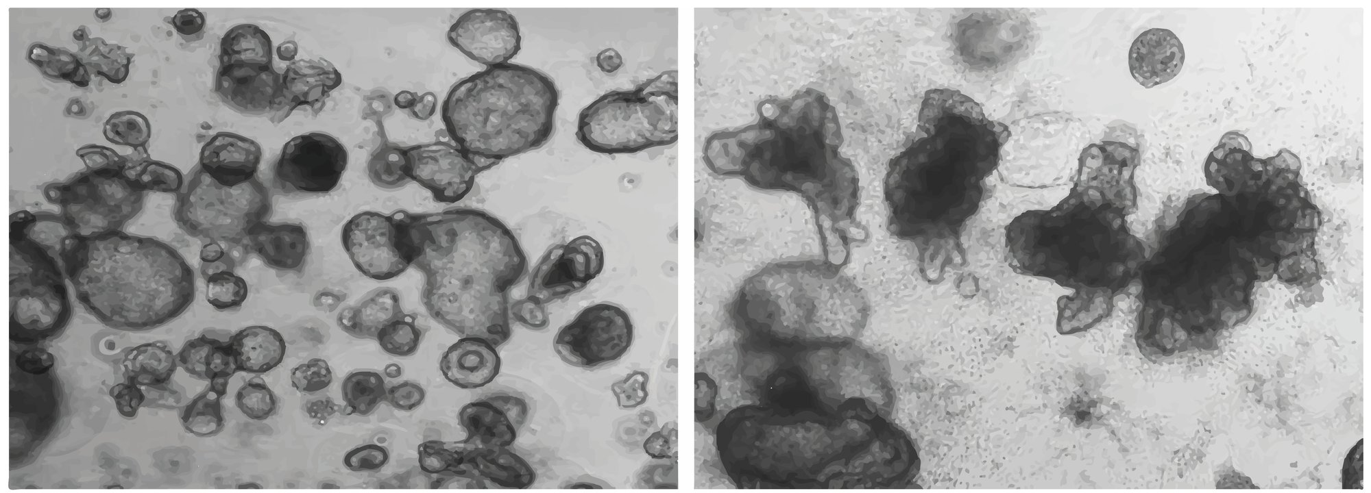 DefiniGEN_intestinal_morphology