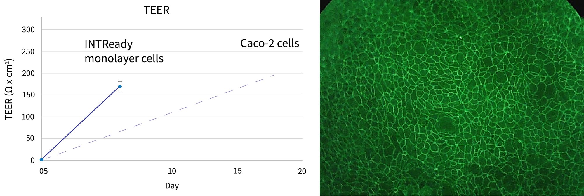 Definigen_intestinal_monolayer_formation