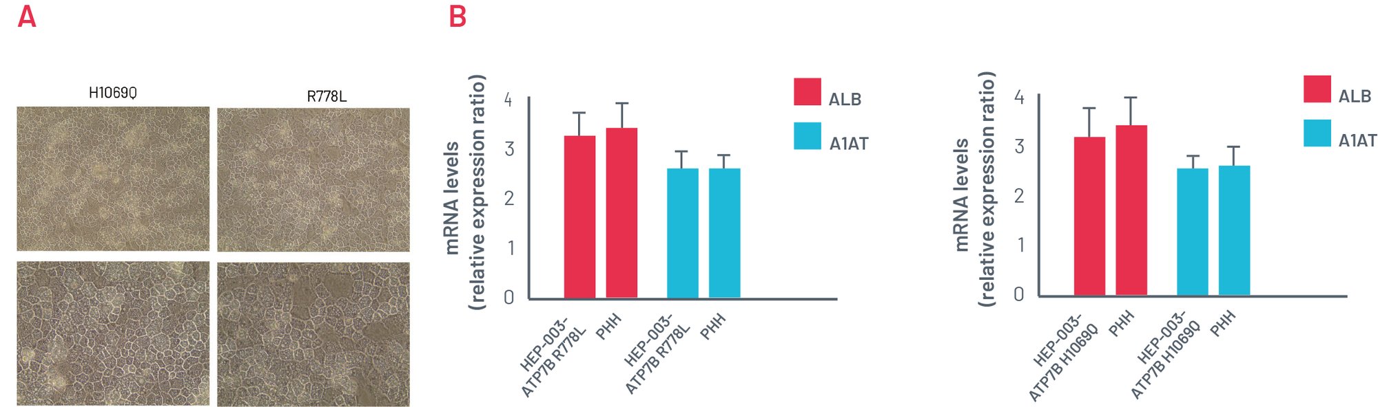 Figure 2. Morphology and gene expression markers-1