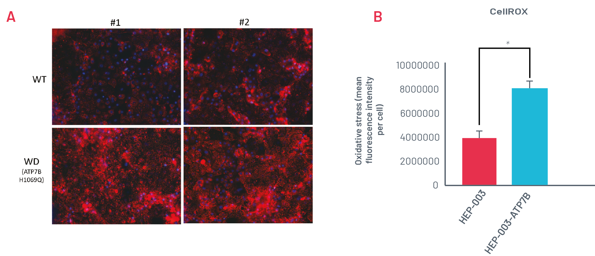 Figure 3. Cell Rox-1