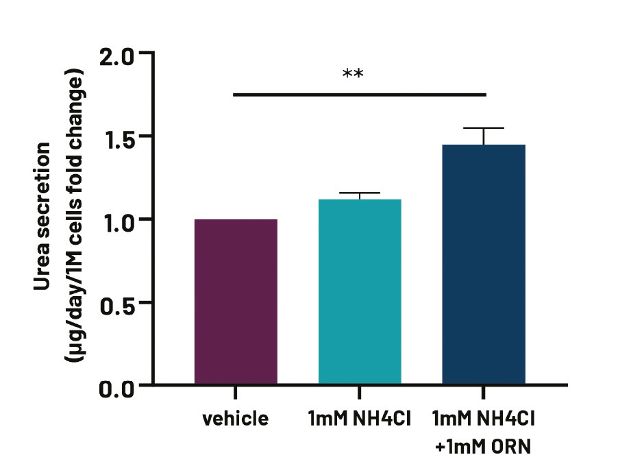 Figure 4. Media urea levels in high oxygen-cultured HLCs cultured in the presence of either vehicle