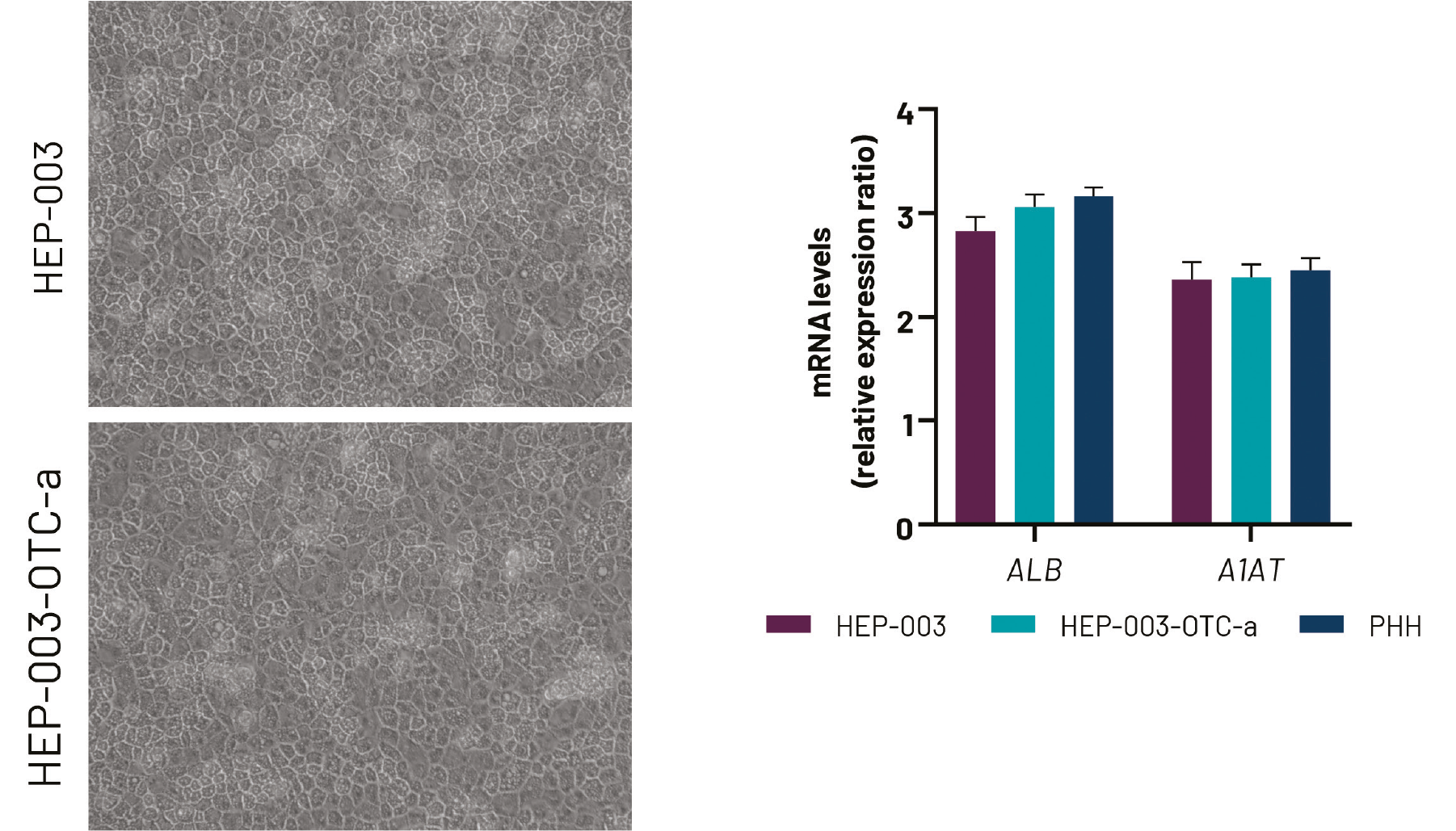 Figure 6. Hep morphology