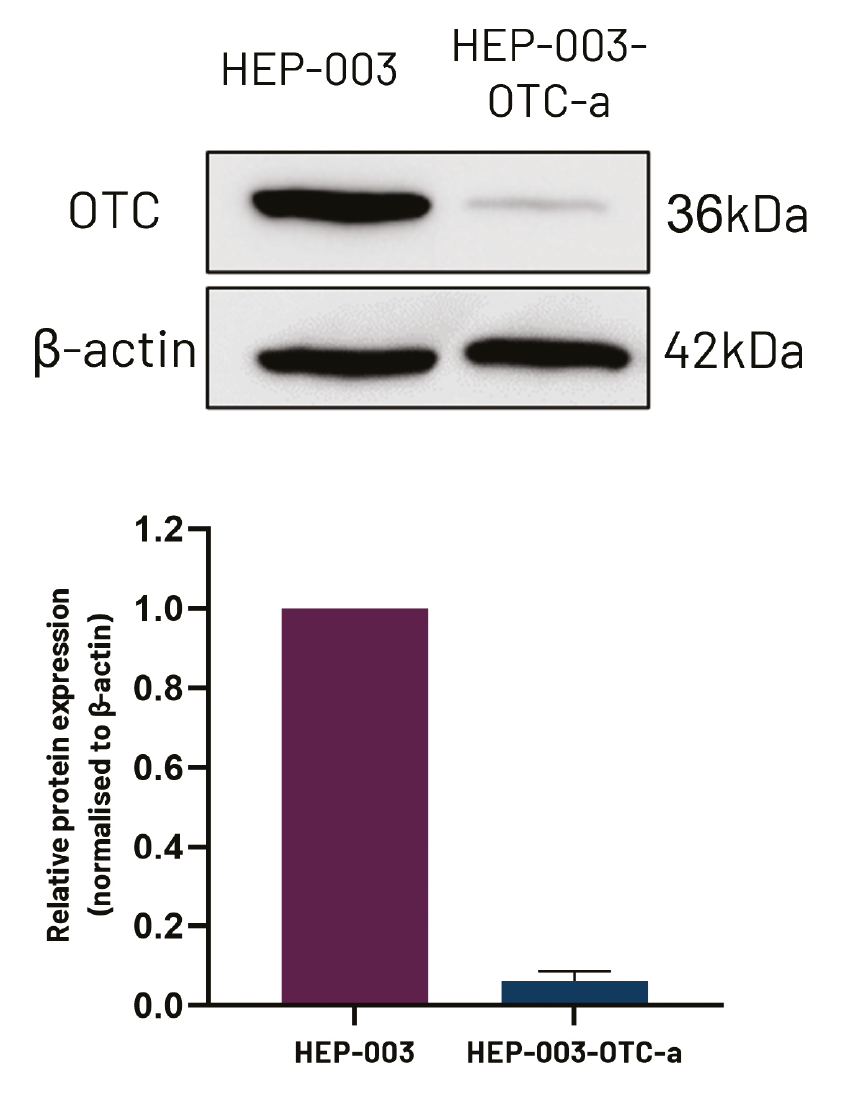 Figure 7. Protein expression