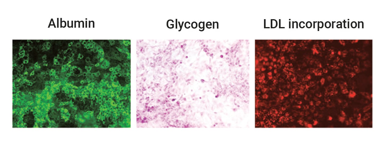Hepatocyte_maturation_markers_copy