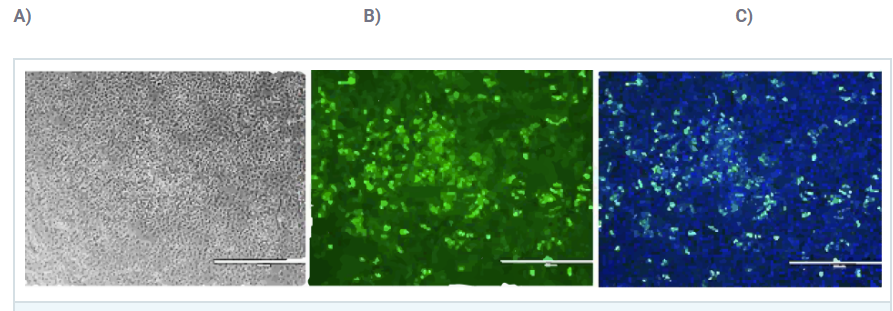 Panc Monolayer
