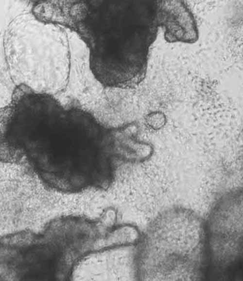 def002_cell-prods_wt_Intestinal-Organoids_v1