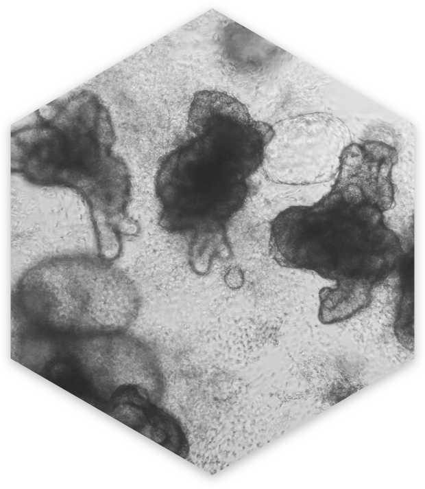 Intestinal_Organoid_N7Xp9MA